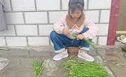 双减动态：劳动育童心，实践绽光彩
